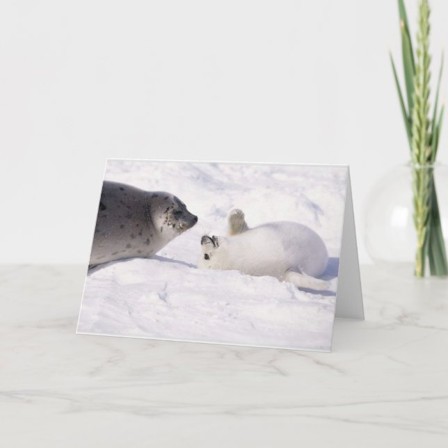 Carte seal buddies (Devant)