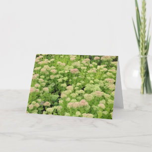 Carte Sedum Autumn Joy