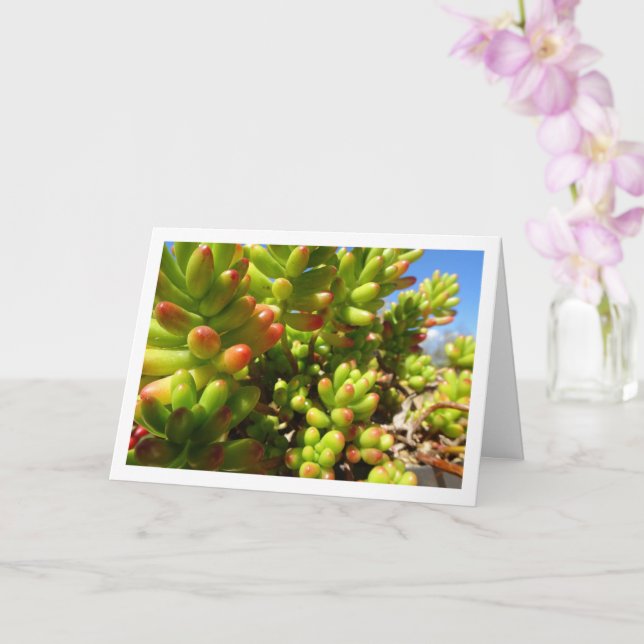 Carte Sedum Rubrotinctum, Plante grasse Jelly Bean (Orchidée)