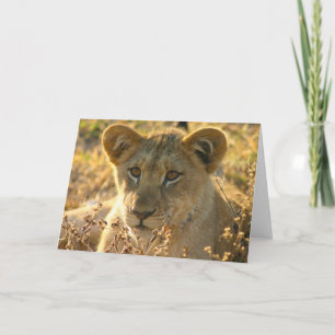 Carte Selati Lion Cub