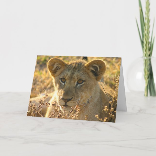 Carte Selati Lion Cub (Devant)