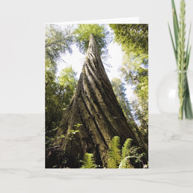 Carte Séquoia (Devant)