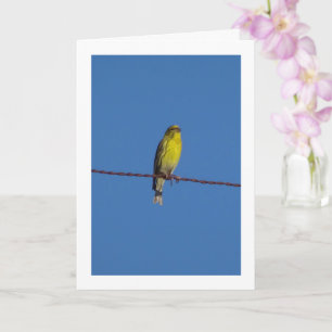 Carte Serin Bird Portrait Card européenne