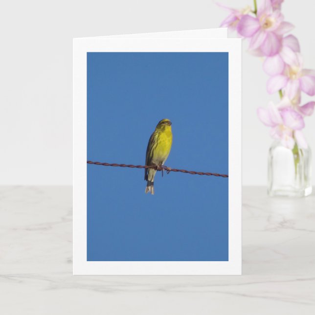 Carte Serin Bird Portrait Card européenne (Orchidée)