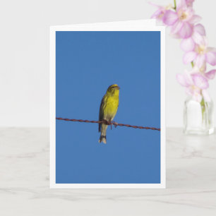 Carte Serin Bird Portrait Card européenne