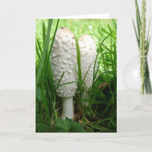 Carte "Shaggy Ink Cap"