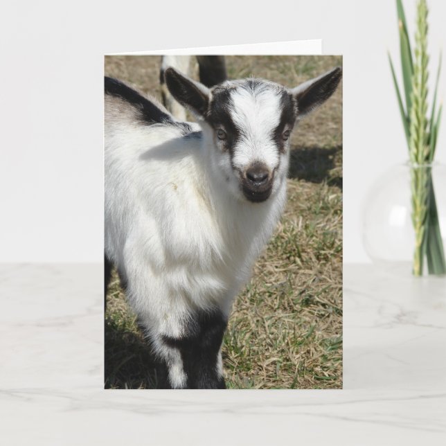 Carte Shamrock (Devant)