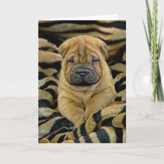Carte Shar-Pei 4 week (Devant)