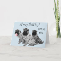 Shar Pei Joyeux Anniversaire De Nous Tous Chiot