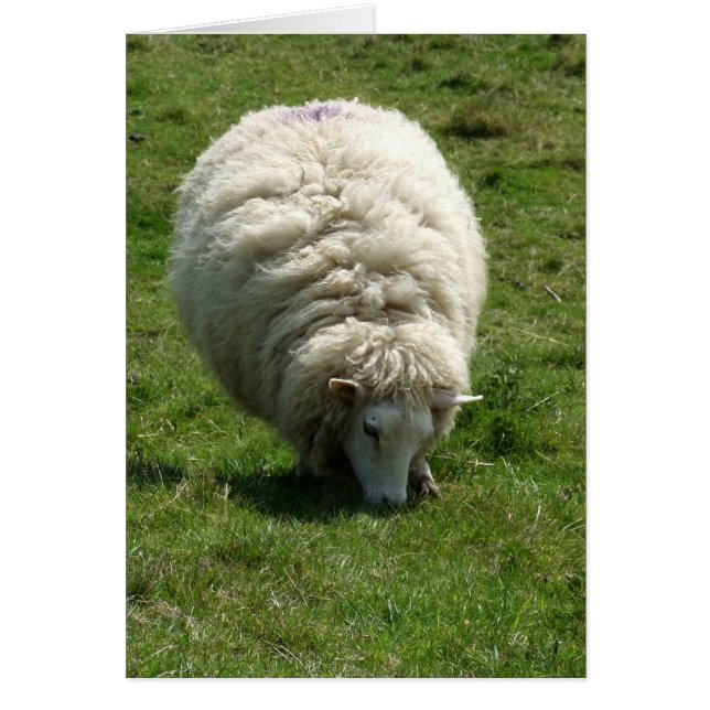 Carte Sheep (Devant)