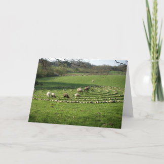 Carte Sheep Grazing a Labyrinth