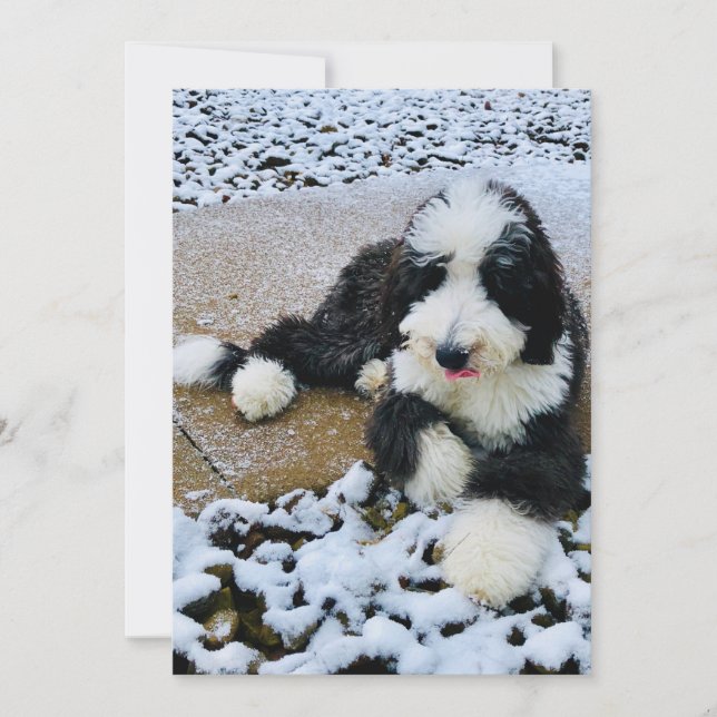 Carte Sheepadoodle (Devant)
