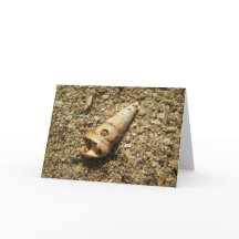 Shell Unicorn sur la plage