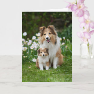 Carte Sheltie Mom Mother’s Day Love
