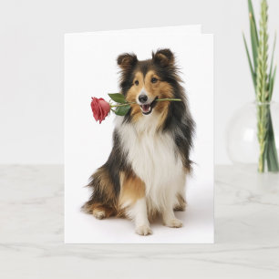 Carte Sheltie Valentine – Cœur Gentil, Amour Vrai