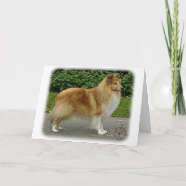 Carte Shetland Sheepdog (Devant)