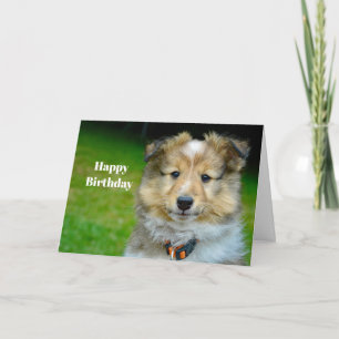 Carte Shetland Sheepdog Cute Photo Anniversaire