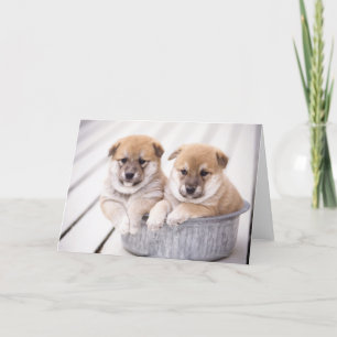 Carte Shiba Inu puppies in aluminum tub
