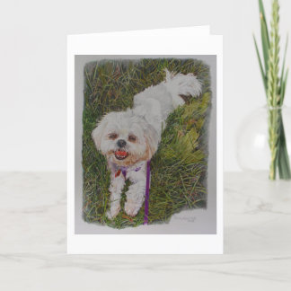 Carte Shih Tzh, un chien Secourt nommé Spirit