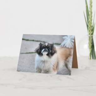 Carte Shih Tzu