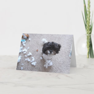 Carte Shih Tzu Anniversaire Beléfié