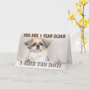 Carte Shih tzu pas mignon anniversaire 1 an plus de salu
