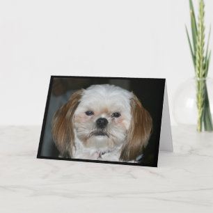 Carte "Shih Tzu Vaut Mieux Avoir Un Joyeux Anniversaire 