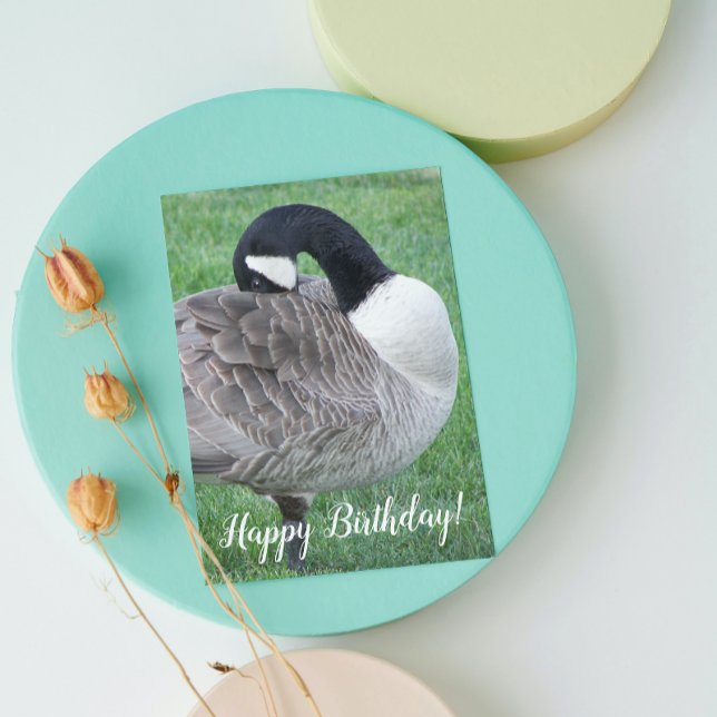 Carte Shy Canada Goose Photo Anniversaire (In Situ)