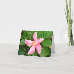 Carte Shy Hibiscus