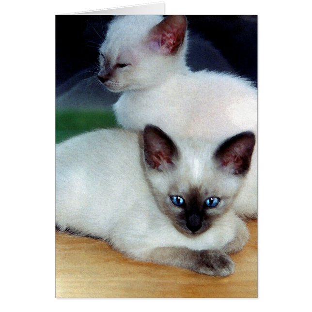 Carte Siamese Kittens (Devant)
