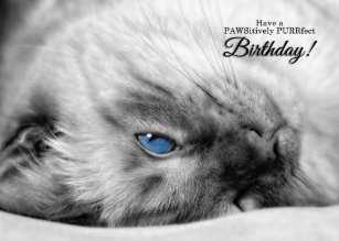 Cartes Chat Siamois D Anniversaire Zazzle Fr