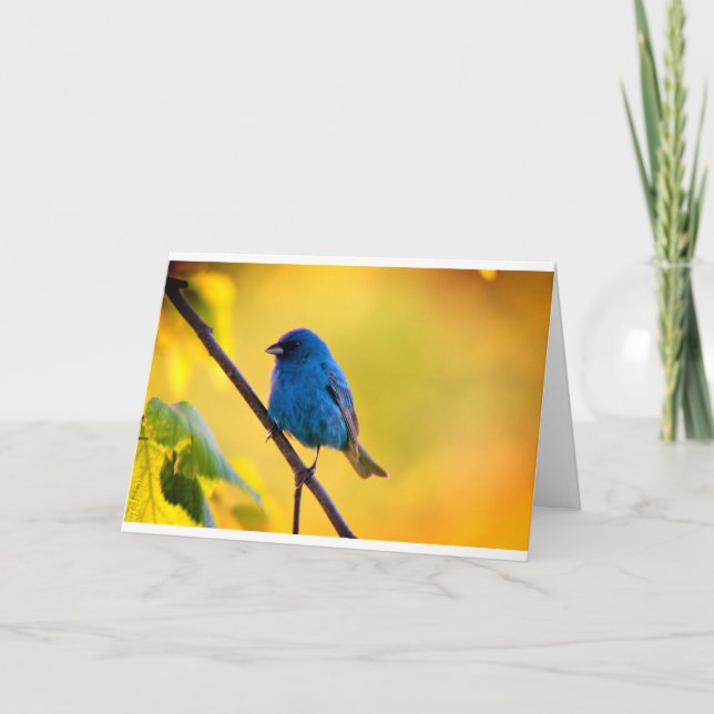 Carte Silent wonders blank greeting card indigo bunting (Devant)