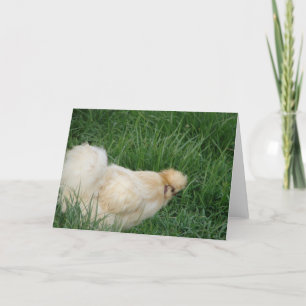 Carte Silkie Rooster