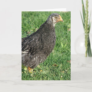Carte Silver Laced Wyandotte Chick