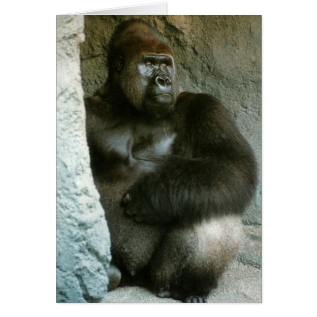 Carte Silverback Gorilla (Devant)