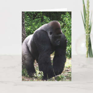 Carte Silverback Male Gorilla marche vers le bas.jpg