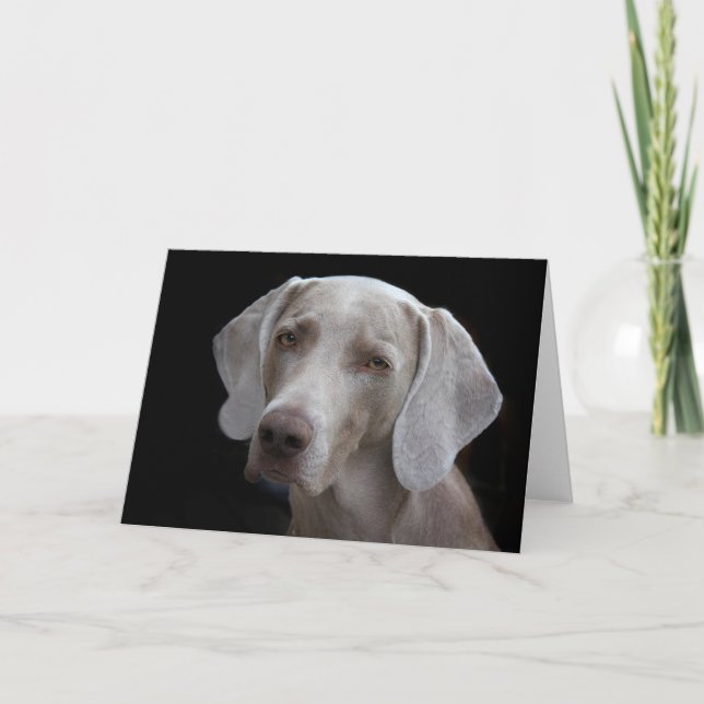 Carte simple chien Weimaraner  (Devant)