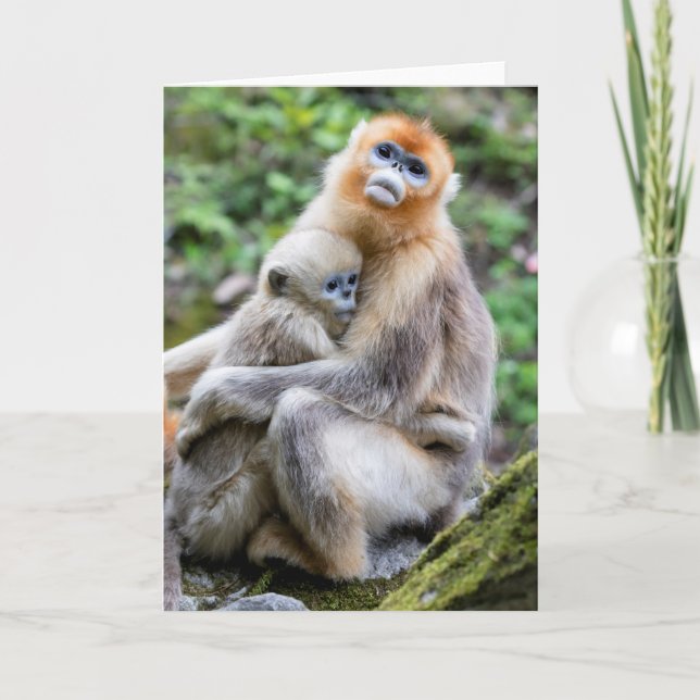 Carte Singe à nez doré avec bébé (Devant)