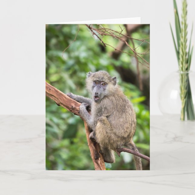 Carte Singe babouin surpris ou choqué dans l'arbre (Devant)