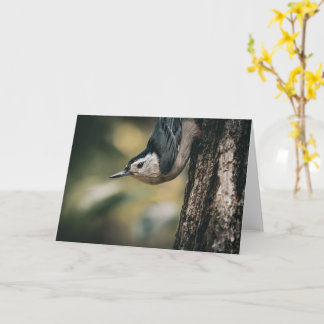 Carte Sittelle