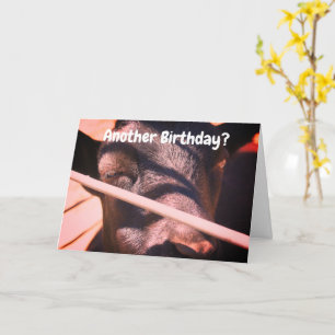 Carte Sleepy Bull Humoristique Animal Anniversaire 