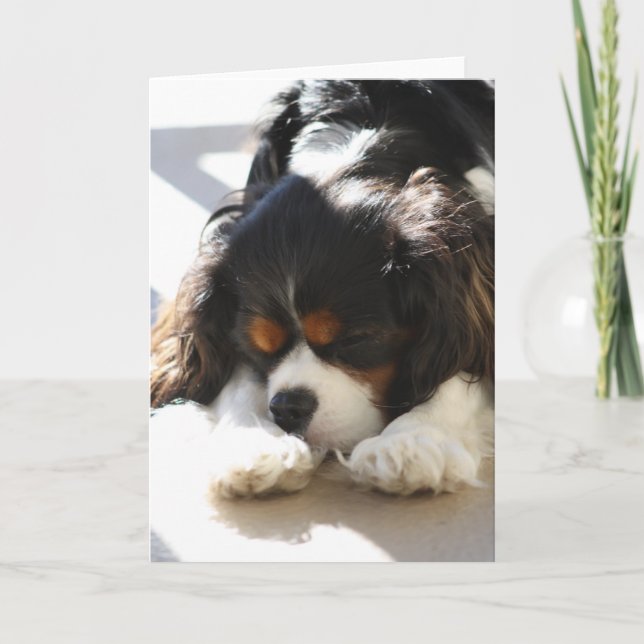 Carte Sleepy Cavalier (Devant)