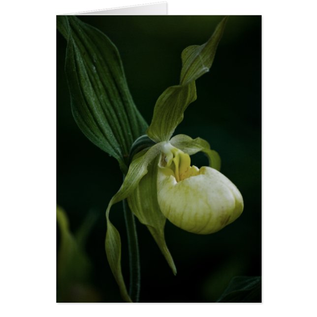 Carte Slipper Jaune (Devant)