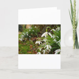 Carte Snow Drops