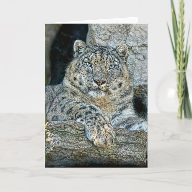 Carte Snow Leopard (Devant)