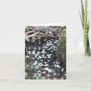 Carte Snowdrops de printemps