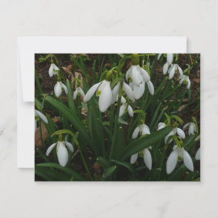 Carte Snowdrops I