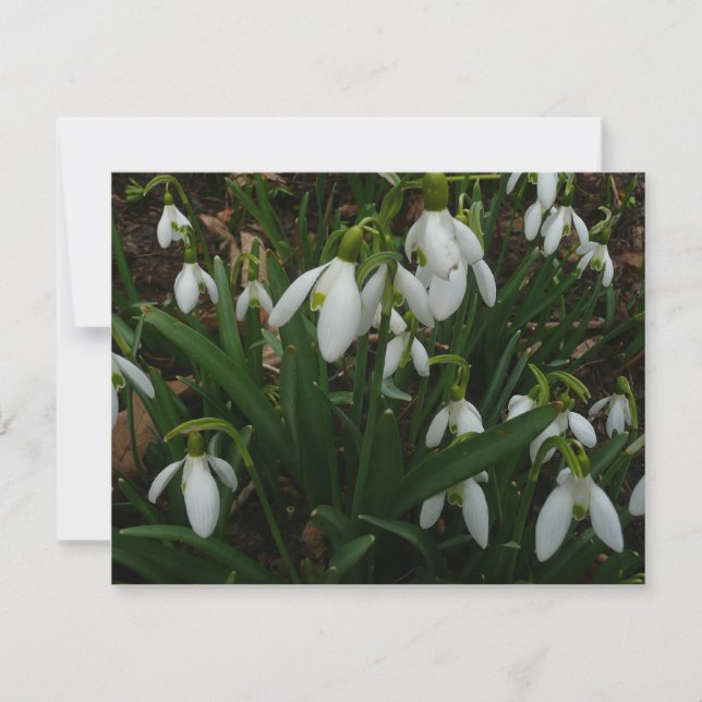 Carte Snowdrops I (Devant)