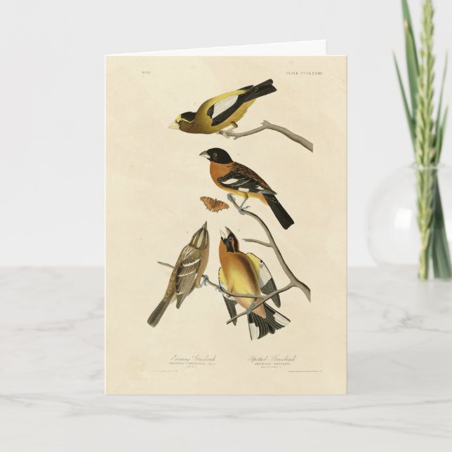 Carte Soirée, Oiseaux tachetés de Grosbeak Audubon d'Amé (Devant)