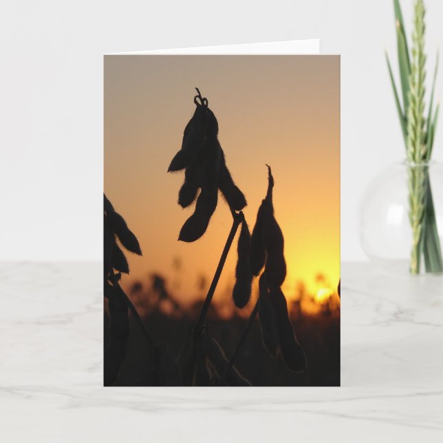 Carte Soja au coucher du soleil (Devant)